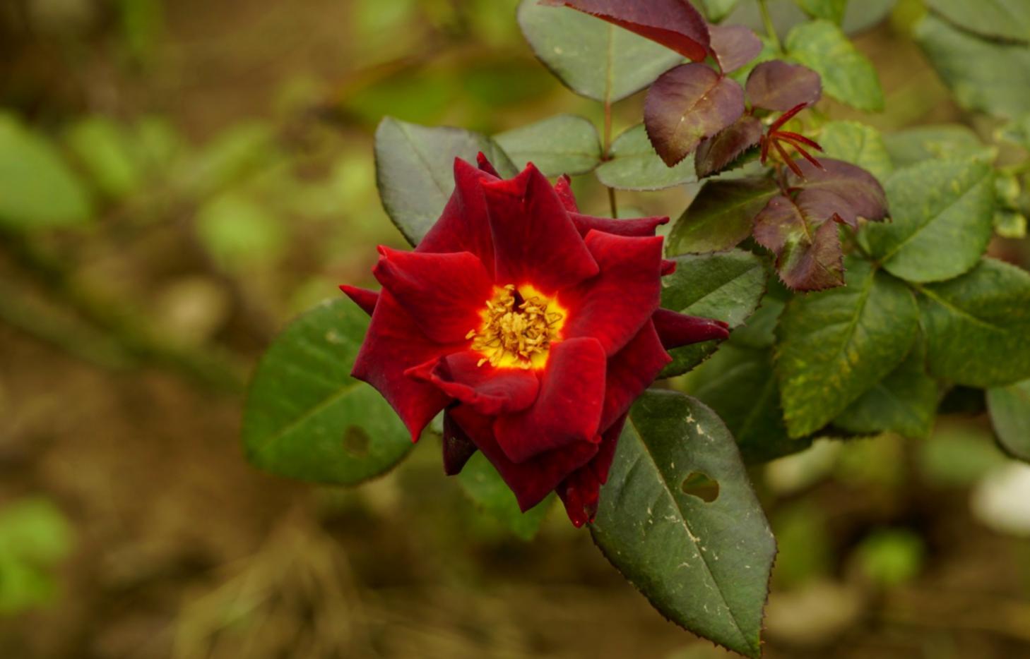 Skillgora Paxa eğitim ortamı ve modern öğrenme teknolojileri